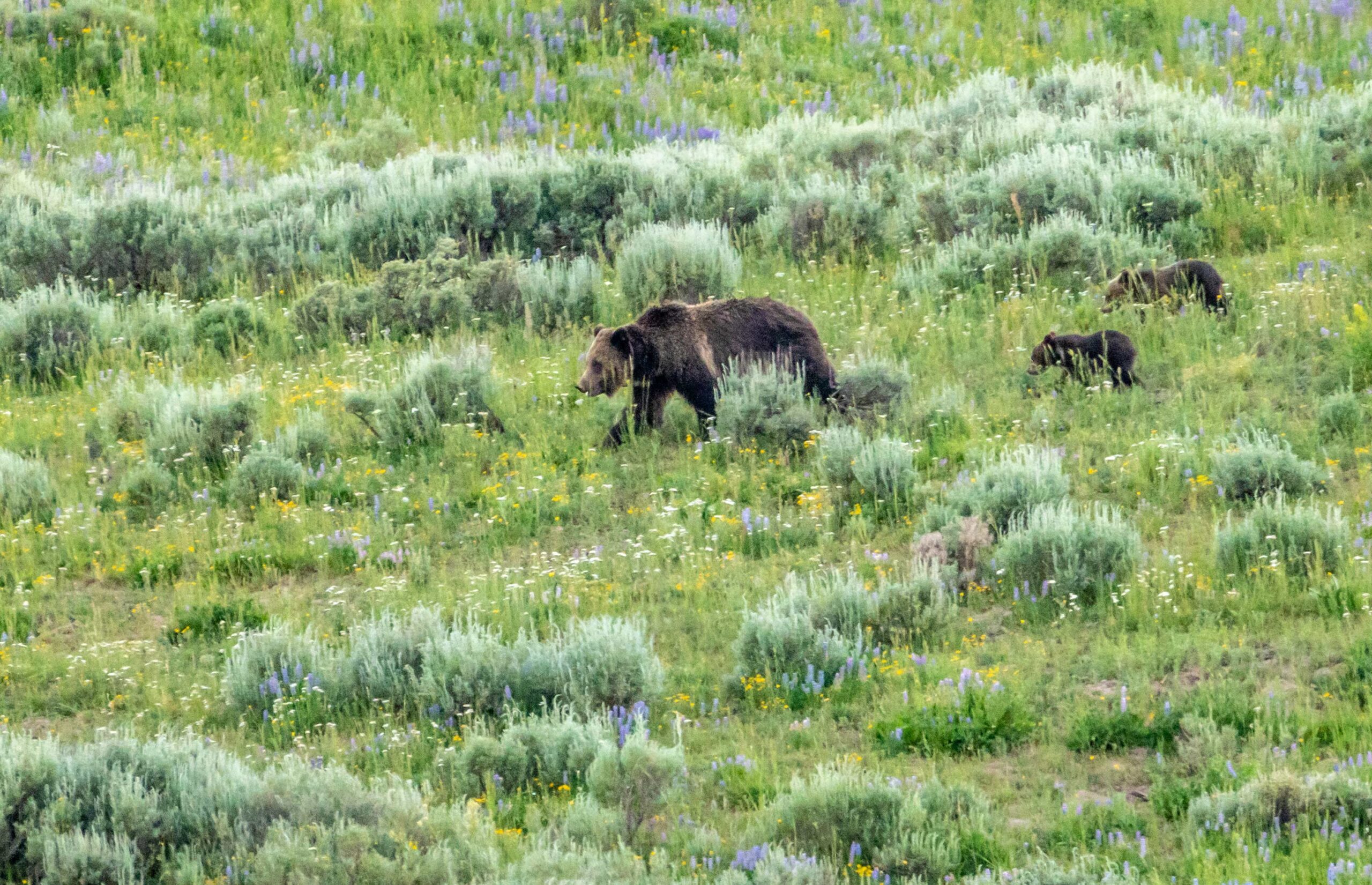 FREE Bear Aware Clinic